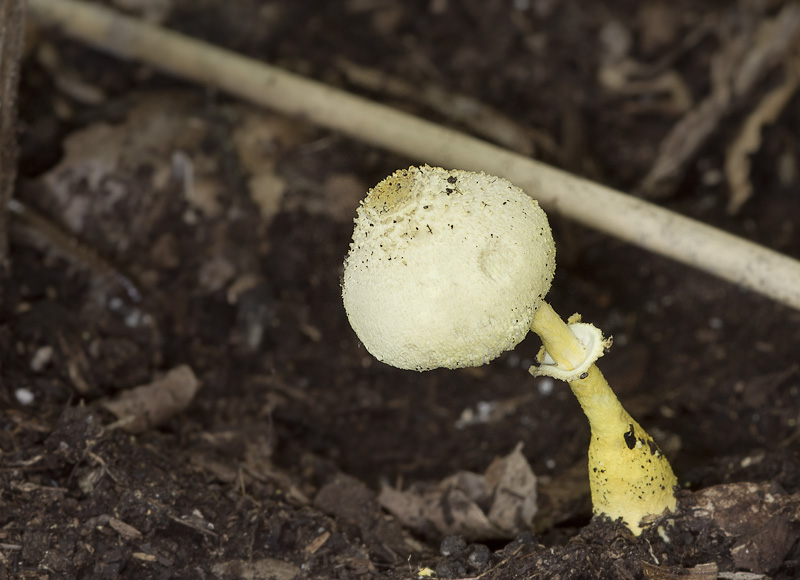 Leucocoprinus birnbaumii